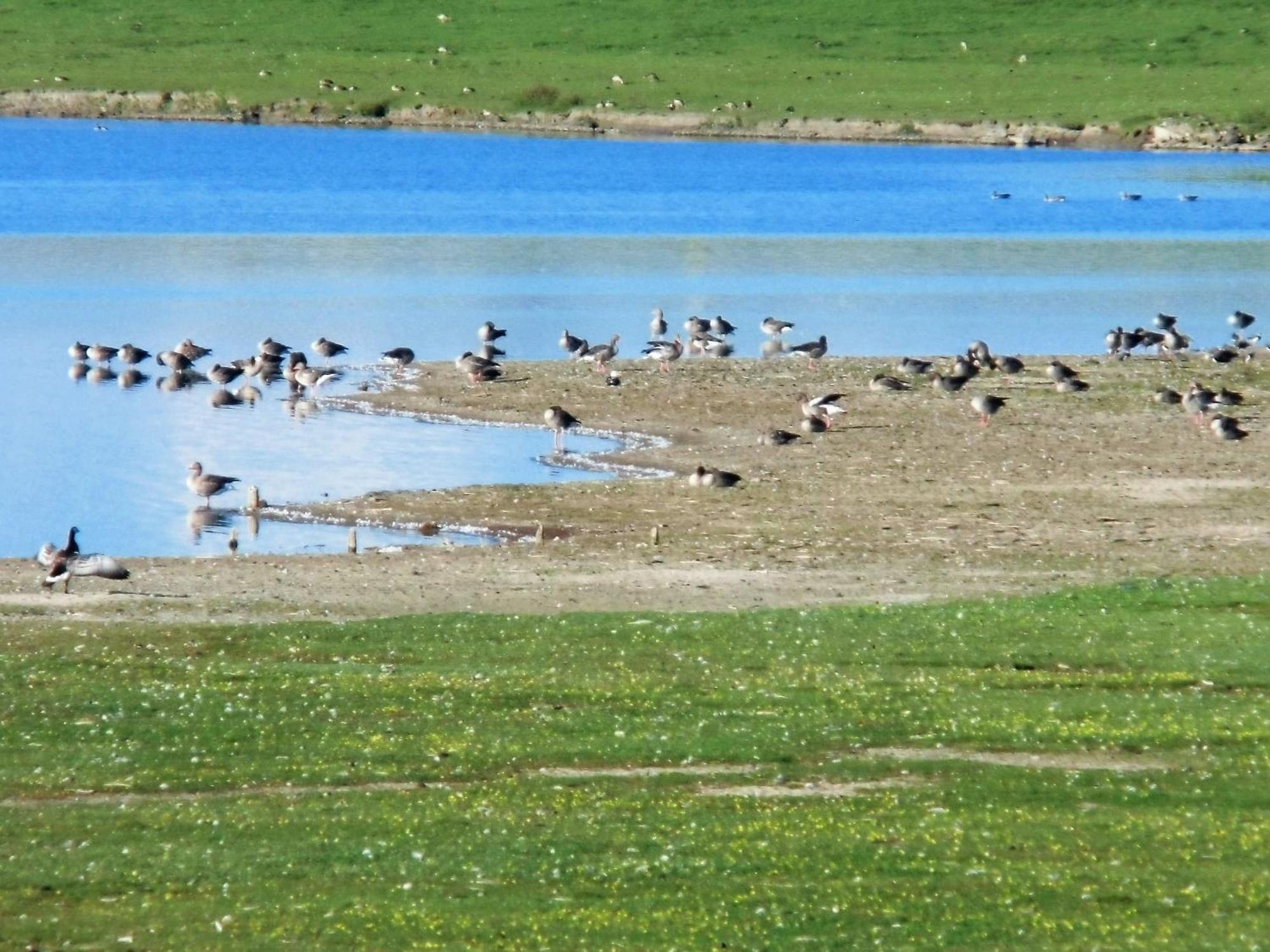 Haus Halligblick, Ferienwohnungen Am Wattenmeer, Whg Langenness Dagebüll 外观 照片