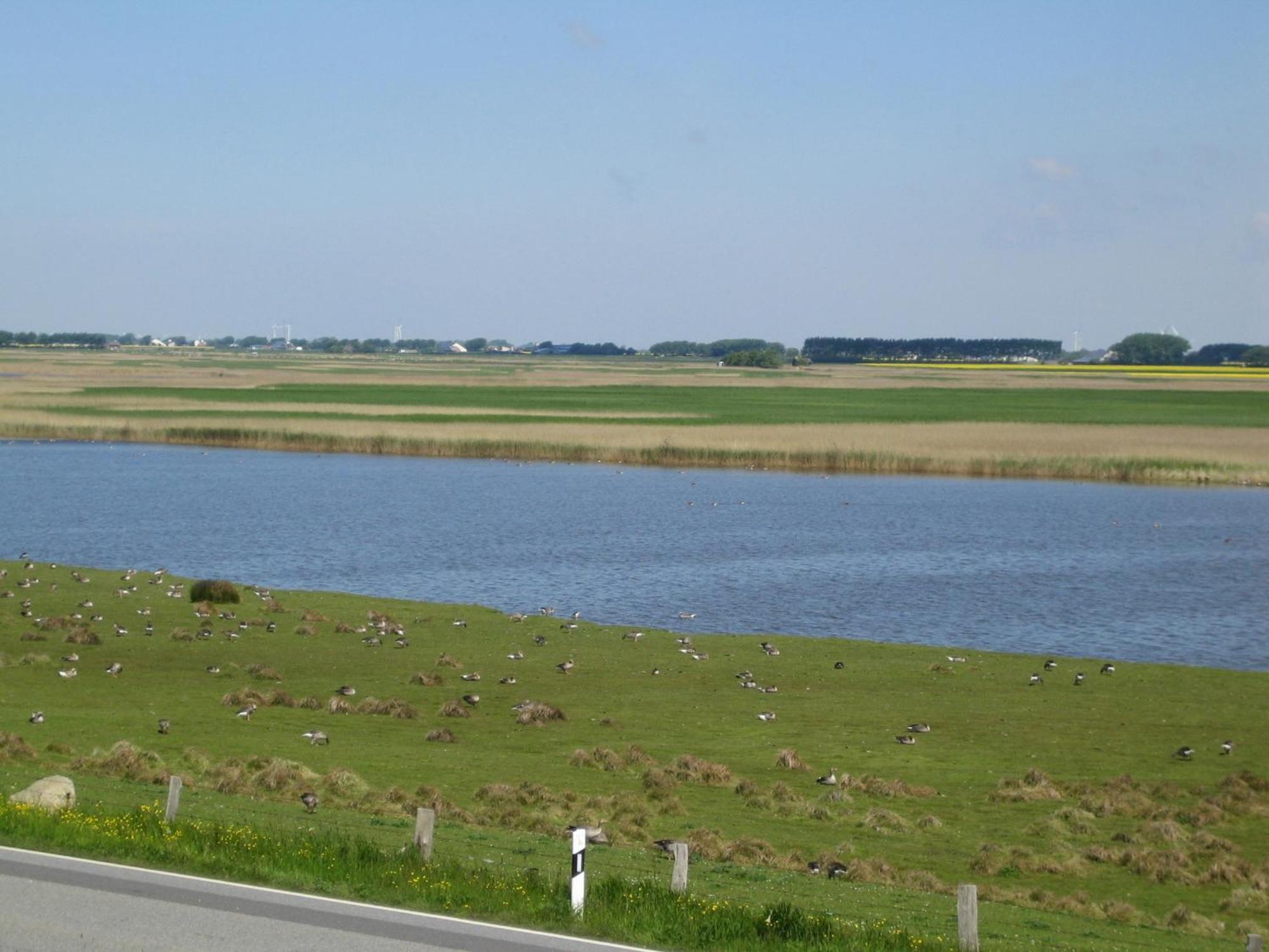 Haus Halligblick, Ferienwohnungen Am Wattenmeer, Whg Langenness Dagebüll 外观 照片