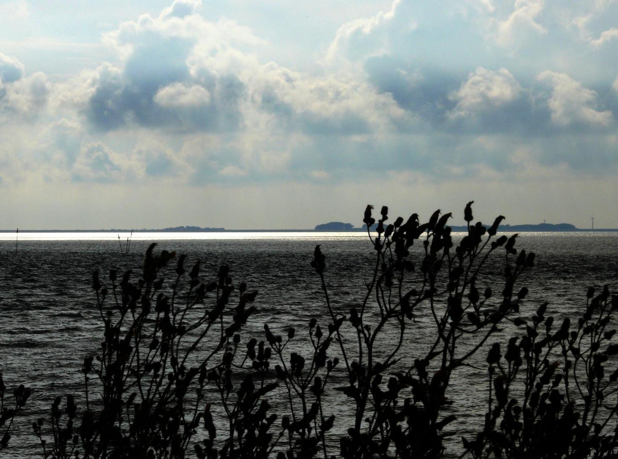 Haus Halligblick, Ferienwohnungen Am Wattenmeer, Whg Langenness Dagebüll 外观 照片