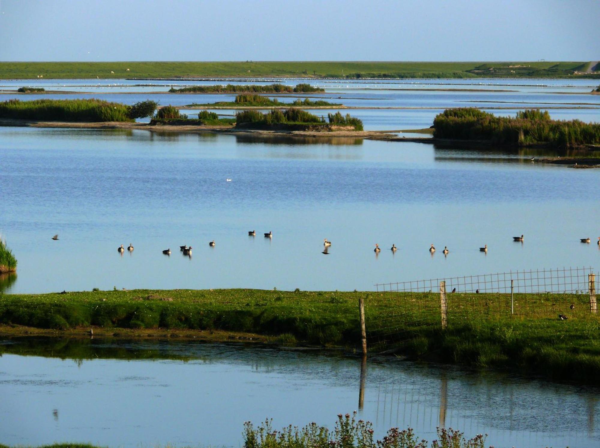 Haus Halligblick, Ferienwohnungen Am Wattenmeer, Whg Langenness Dagebüll 外观 照片